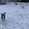 dogsallday3